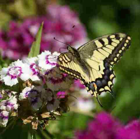 gelber Schmetterling auf lila-weißen Blüten